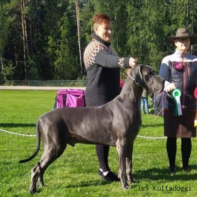 DOGGIMAINEN KARPAATTIENKELLO 