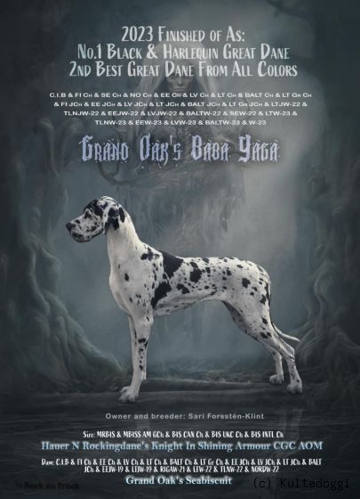 GRAND OAK'S BABA YAGA 