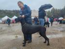 GRANDE GREMIN'S KITA THE BLACK DIAMOND